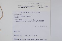 玉山沙參藏品圖，第2張