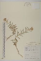 玉山抱莖籟簫藏品圖，第1張