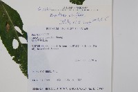 紫花鳳仙花藏品圖，第2張