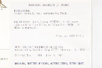 玉山筷子芥藏品圖，第2張