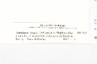 玉山筷子芥藏品圖，第3張