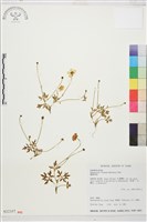 蓬萊毛茛藏品圖，第1張