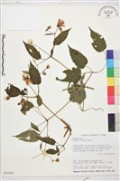 小木通藏品圖，第2張