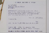 紫花鳳仙花藏品圖，第2張