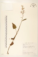 臺灣福王草藏品圖，第1張