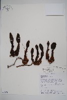 穗花蛇菰藏品圖，第1張