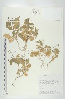 葶藶藏品圖，第1張