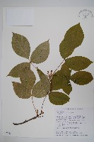 臺灣藤漆藏品圖，第1張