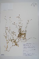 細葉蘭花參藏品圖，第1張