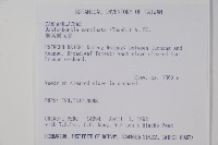 細葉蘭花參藏品圖，第2張