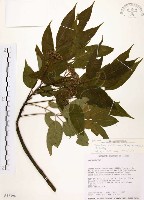 賊仔樹藏品圖，第1張