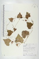 黑果馬交兒藏品圖，第1張