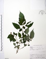長梗盤花麻藏品圖，第1張
