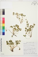 鐵線蕨葉人字果、臺灣人字果藏品圖，第1張