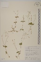 小花繁縷藏品圖，第1張