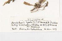 玉山筷子芥藏品圖，第3張