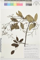 柱果鐵線蓮藏品圖，第2張