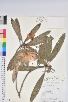 臺灣杜鵑藏品圖，第1張