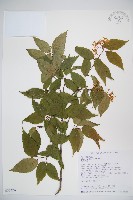 呂宋莢迷藏品圖，第1張