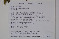 呂宋莢迷藏品圖，第2張