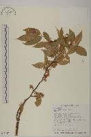 佩羅特木藏品圖，第4張