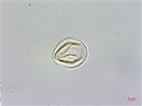 佩羅特木藏品圖，第2張