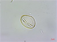 佩羅特木藏品圖，第3張