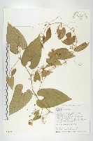 斑花青牛膽藏品圖，第1張