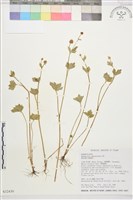 水辣菜、禺毛茛藏品圖，第1張