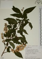 大葉溲疏藏品圖，第1張