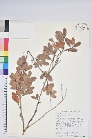 凹葉越橘藏品圖，第1張