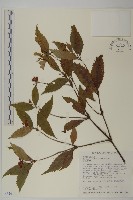 草珊瑚、紅果金粟蘭藏品圖，第1張