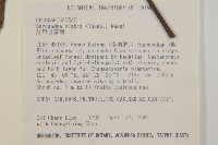 草珊瑚、紅果金粟蘭藏品圖，第2張