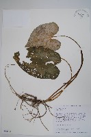 登錄號:S032448藏品圖，第1張