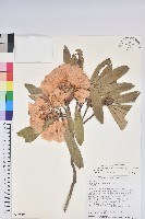 臺灣杜鵑藏品圖，第1張