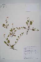 臺北附地草藏品圖，第1張