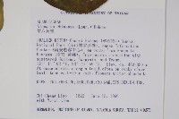 華八角楓藏品圖，第2張