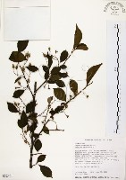 烏皮九芎、奮起湖野茉莉藏品圖，第1張