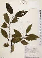 土肉桂藏品圖，第1張