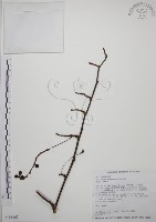 阿里山五味子藏品圖，第1張