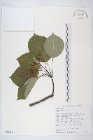 燈臺樹藏品圖，第1張