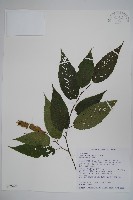 蘭邯千金榆藏品圖，第1張