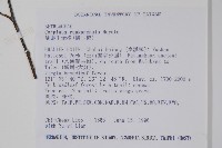 蘭邯千金榆藏品圖，第2張