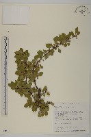 北仲, 刺裸實藏品圖，第1張