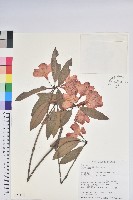 西施花、青紫木藏品圖，第1張