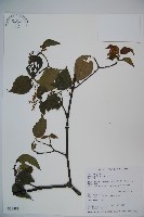 呂宋莢迷藏品圖，第1張