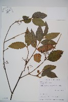 呂宋莢迷藏品圖，第1張