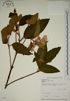 野牡丹藏品圖，第1張