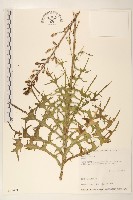 鵝仔草藏品圖，第1張