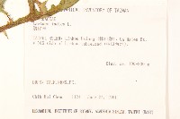 鵝仔草藏品圖，第2張